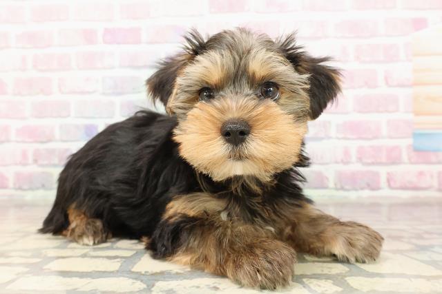 新潟県のヨークシャーテリア (Coo&RIKU長岡店/2025年8月19日生まれ/男の子/スチールブルータン)の子犬の3枚目の画像