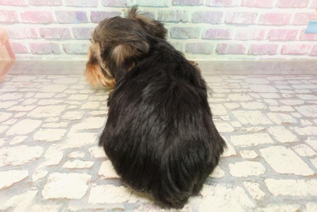 新潟県のヨークシャーテリア (Coo&RIKU長岡店/2025年8月19日生まれ/男の子/スチールブルータン)の子犬の4枚目の画像