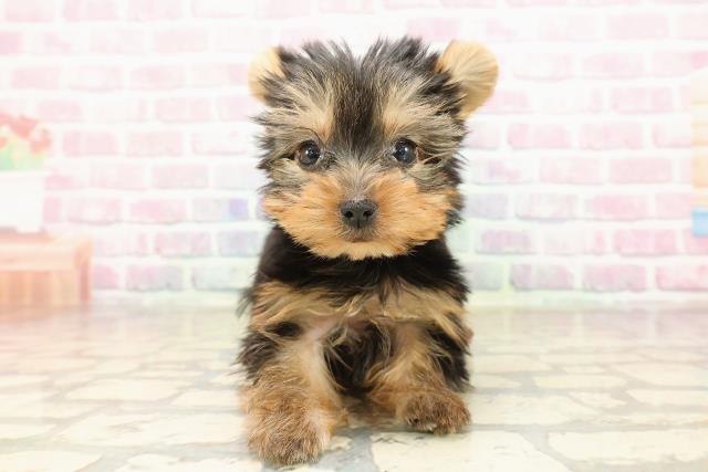 北海道のヨークシャーテリア (Coo&RIKU北見店/2025年8月19日生まれ/女の子/スチールブルータン)の子犬の1枚目の画像