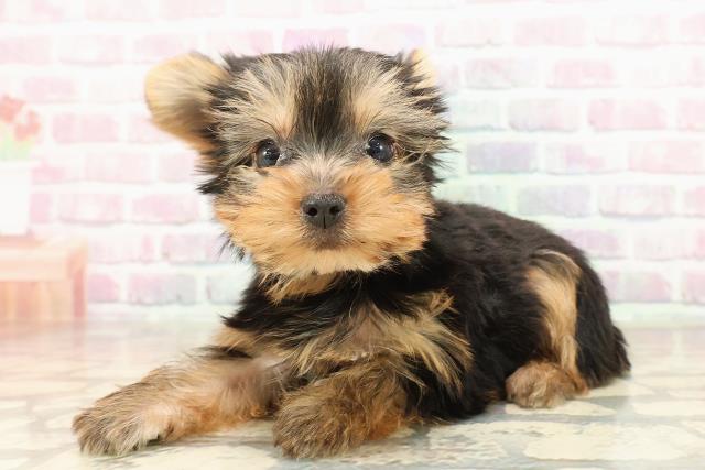 北海道のヨークシャーテリア (Coo&RIKU北見店/2025年8月19日生まれ/女の子/スチールブルータン)の子犬の2枚目の画像