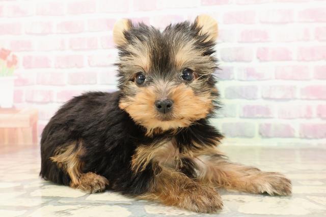 北海道のヨークシャーテリア (Coo&RIKU北見店/2025年8月19日生まれ/女の子/スチールブルータン)の子犬の3枚目の画像