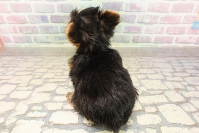 北海道のヨークシャーテリア (Coo&RIKU北見店/2025年8月19日生まれ/女の子/スチールブルータン)の子犬の4枚目の画像