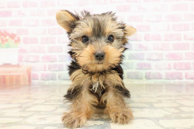 千葉県のヨークシャーテリア (Coo&RIKU市原店/2025年8月19日生まれ/女の子/スチールブルータン)の子犬の1枚目の画像