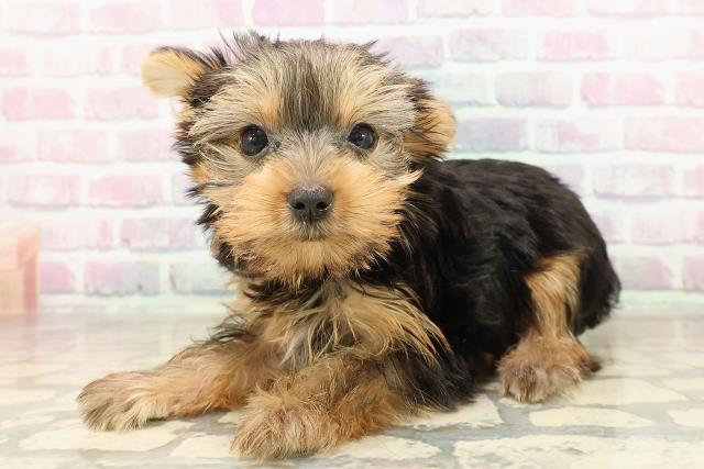 千葉県のヨークシャーテリア (Coo&RIKU市原店/2025年8月19日生まれ/女の子/スチールブルータン)の子犬の2枚目の画像