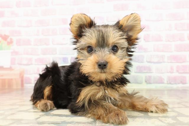 千葉県のヨークシャーテリア (Coo&RIKU市原店/2025年8月19日生まれ/女の子/スチールブルータン)の子犬の3枚目の画像