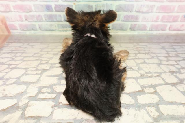 千葉県のヨークシャーテリア (Coo&RIKU市原店/2025年8月19日生まれ/女の子/スチールブルータン)の子犬の4枚目の画像