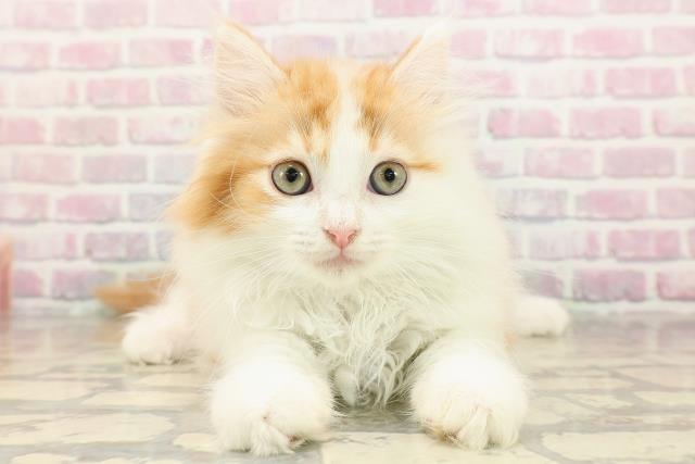 東京都のマンチカン (Coo&RIKU広尾店/2025年8月17日生まれ/女の子/レッドタビーホワイト)の子猫の1枚目の画像