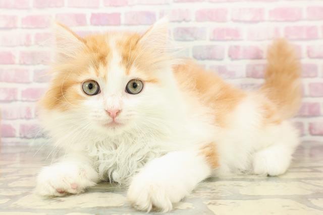 東京都のマンチカン (Coo&RIKU広尾店/2025年8月17日生まれ/女の子/レッドタビーホワイト)の子猫の2枚目の画像