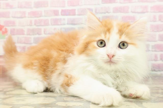 東京都のマンチカン (Coo&RIKU広尾店/2025年8月17日生まれ/女の子/レッドタビーホワイト)の子猫の3枚目の画像
