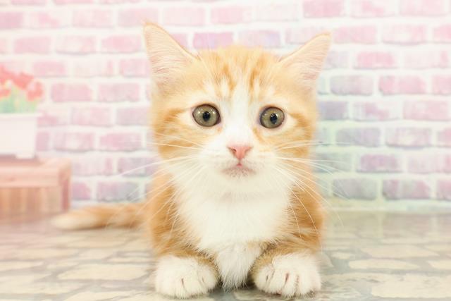 東京都のマンチカン (Coo&RIKU吉祥寺店/2025年8月17日生まれ/女の子/レッドタビーホワイト)の子猫の1枚目の画像