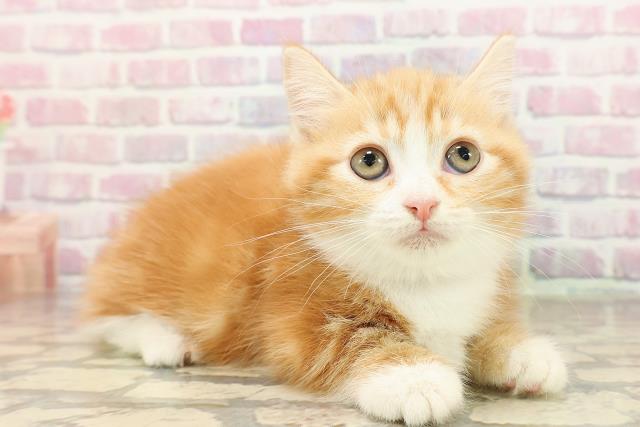 東京都のマンチカン (Coo&RIKU吉祥寺店/2025年8月17日生まれ/女の子/レッドタビーホワイト)の子猫の3枚目の画像