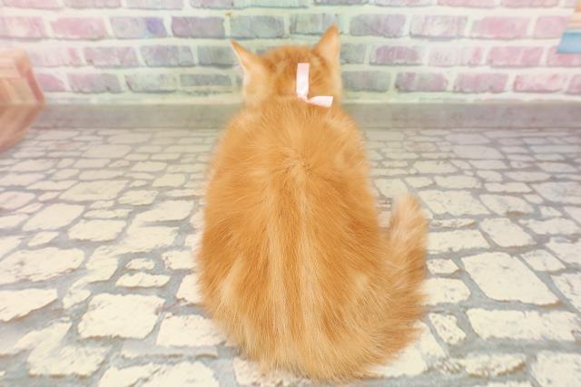 東京都のマンチカン (Coo&RIKU吉祥寺店/2025年8月17日生まれ/女の子/レッドタビーホワイト)の子猫の4枚目の画像