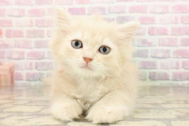 東京都のマンチカン (Coo&RIKUフレスポ住吉店/2025年8月16日生まれ/男の子/クリームタビー)の子猫の1枚目の画像