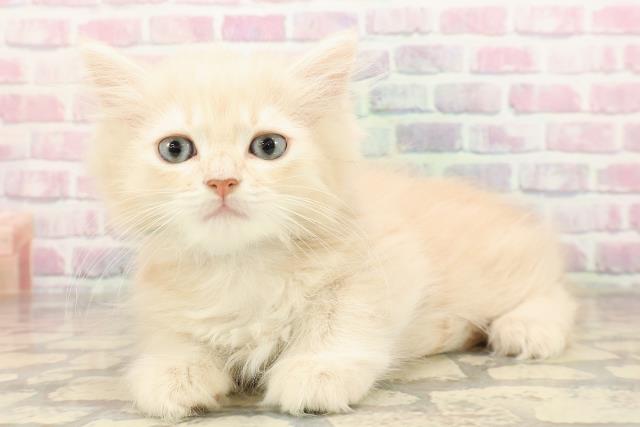 東京都のマンチカン (Coo&RIKUフレスポ住吉店/2025年8月16日生まれ/男の子/クリームタビー)の子猫の2枚目の画像