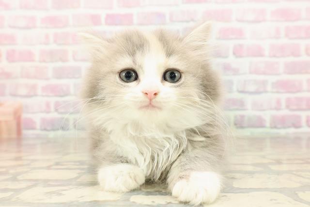 東京都のマンチカン (Coo&RIKU下北沢店/2025年8月16日生まれ/女の子/ダイリュートキャリコ)の子猫の1枚目の画像