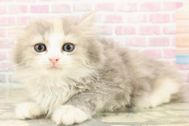 東京都のマンチカン (Coo&RIKU下北沢店/2025年8月16日生まれ/女の子/ダイリュートキャリコ)の子猫の2枚目の画像