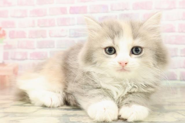 東京都のマンチカン (Coo&RIKU下北沢店/2025年8月16日生まれ/女の子/ダイリュートキャリコ)の子猫の3枚目の画像