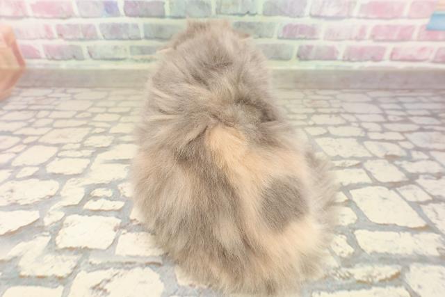 東京都のマンチカン (Coo&RIKU下北沢店/2025年8月16日生まれ/女の子/ダイリュートキャリコ)の子猫の4枚目の画像