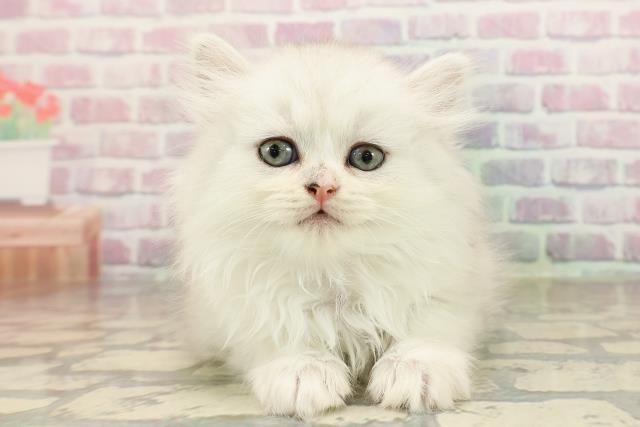 東京都のマンチカン (Coo&RIKU阿佐ヶ谷店/2025年8月20日生まれ/男の子/シルバータビー)の子猫の1枚目の画像