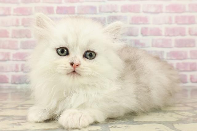 東京都のマンチカン (Coo&RIKU阿佐ヶ谷店/2025年8月20日生まれ/男の子/シルバータビー)の子猫の2枚目の画像