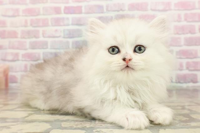 東京都のマンチカン (Coo&RIKU阿佐ヶ谷店/2025年8月20日生まれ/男の子/シルバータビー)の子猫の3枚目の画像