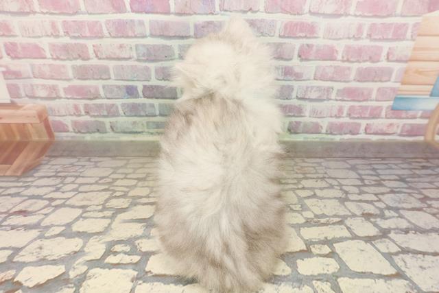 東京都のマンチカン (Coo&RIKU阿佐ヶ谷店/2025年8月20日生まれ/男の子/シルバータビー)の子猫の4枚目の画像