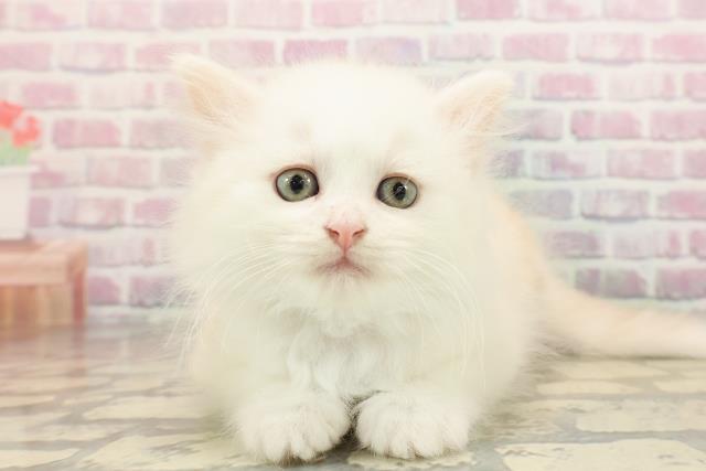 東京都のマンチカン (Coo&RIKU新小岩店/2025年8月20日生まれ/男の子/クリームタビーホワイト)の子猫の1枚目の画像