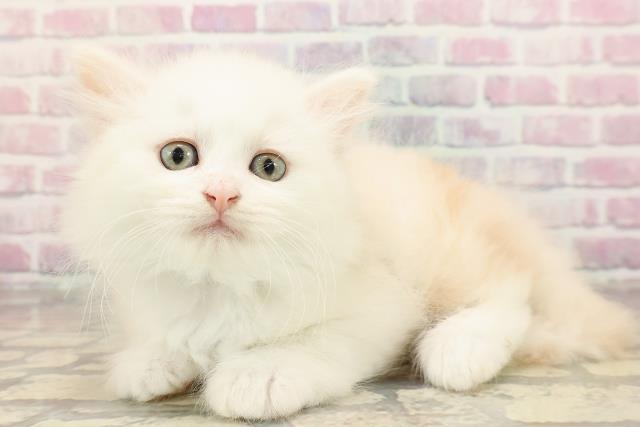 東京都のマンチカン (Coo&RIKU新小岩店/2025年8月20日生まれ/男の子/クリームタビーホワイト)の子猫の2枚目の画像