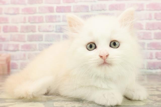 東京都のマンチカン (Coo&RIKU新小岩店/2025年8月20日生まれ/男の子/クリームタビーホワイト)の子猫の3枚目の画像