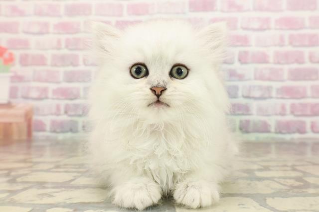 東京都のマンチカン (Coo&RIKU武蔵小山店/2025年8月20日生まれ/女の子/シルバータビー)の子猫の1枚目の画像