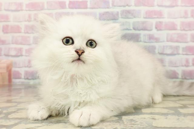 東京都のマンチカン (Coo&RIKU武蔵小山店/2025年8月20日生まれ/女の子/シルバータビー)の子猫の2枚目の画像
