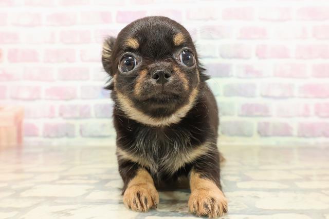 富山県のチワワ(ロング) (Coo&RIKU富山店/2025年8月26日生まれ/女の子/ブラックタン)の子犬の1枚目の画像
