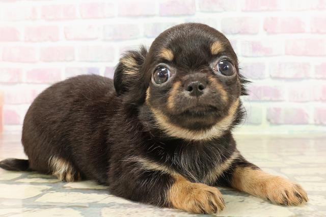 富山県のチワワ(ロング) (Coo&RIKU富山店/2025年8月26日生まれ/女の子/ブラックタン)の子犬の3枚目の画像