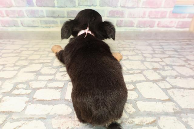 富山県のチワワ(ロング) (Coo&RIKU富山店/2025年8月26日生まれ/女の子/ブラックタン)の子犬の4枚目の画像