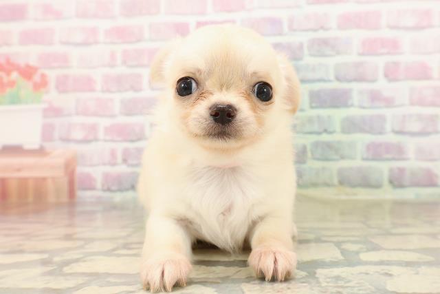 東京都のチワワ(ロング) (Coo&RIKU浅草店/2025年8月26日生まれ/女の子/クリーム)の子犬の1枚目の画像