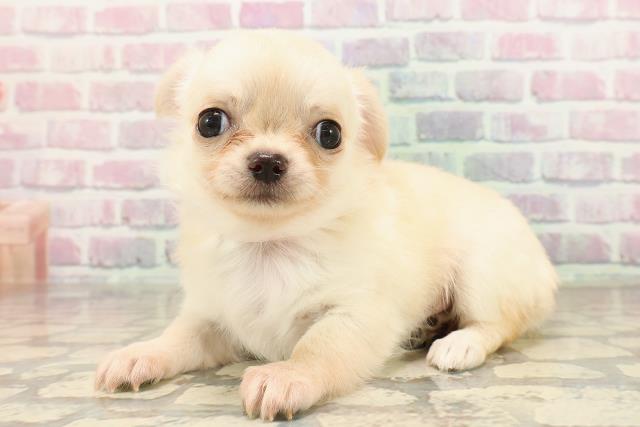 東京都のチワワ(ロング) (Coo&RIKU浅草店/2025年8月26日生まれ/女の子/クリーム)の子犬の2枚目の画像