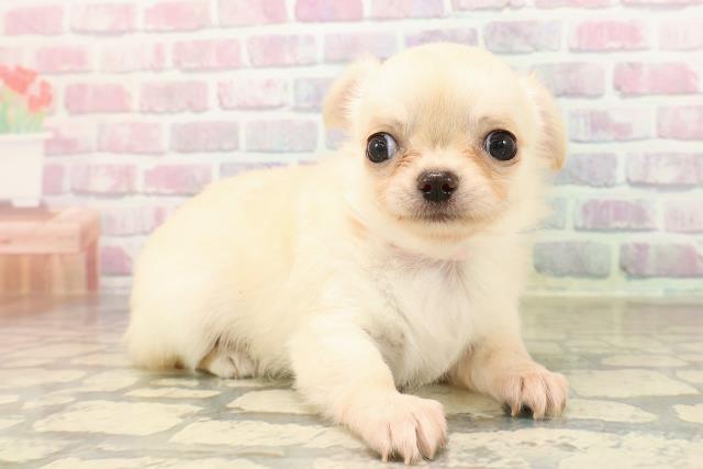 東京都のチワワ(ロング) (Coo&RIKU浅草店/2025年8月26日生まれ/女の子/クリーム)の子犬の3枚目の画像