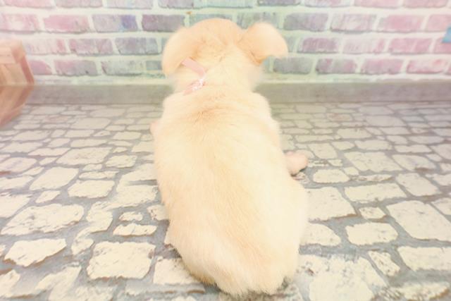 東京都のチワワ(ロング) (Coo&RIKU浅草店/2025年8月26日生まれ/女の子/クリーム)の子犬の4枚目の画像