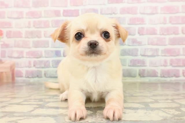北海道のチワワ(ロング) (Coo&RIKU室蘭店/2025年8月26日生まれ/男の子/クリーム)の子犬の1枚目の画像