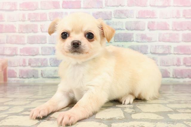 北海道のチワワ(ロング) (Coo&RIKU室蘭店/2025年8月26日生まれ/男の子/クリーム)の子犬の2枚目の画像