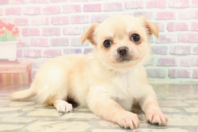 北海道のチワワ(ロング) (Coo&RIKU室蘭店/2025年8月26日生まれ/男の子/クリーム)の子犬の3枚目の画像