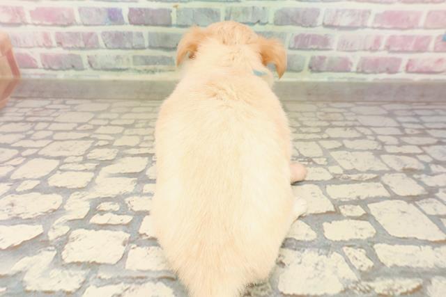 北海道のチワワ(ロング) (Coo&RIKU室蘭店/2025年8月26日生まれ/男の子/クリーム)の子犬の4枚目の画像
