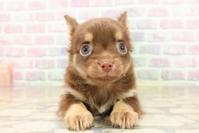 北海道のチワワ(ロング) (Coo&RIKU北見店/2025年8月26日生まれ/男の子/チョコレートタン)の子犬の1枚目の画像