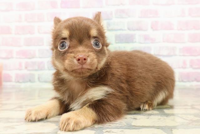 北海道のチワワ(ロング) (Coo&RIKU北見店/2025年8月26日生まれ/男の子/チョコレートタン)の子犬の2枚目の画像