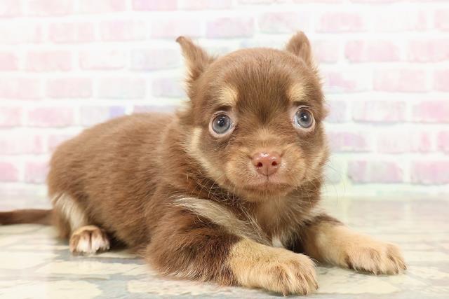 北海道のチワワ(ロング) (Coo&RIKU北見店/2025年8月26日生まれ/男の子/チョコレートタン)の子犬の3枚目の画像