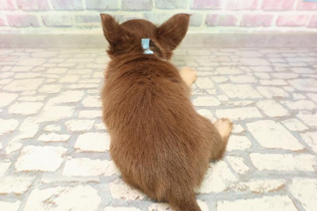 北海道のチワワ(ロング) (Coo&RIKU北見店/2025年8月26日生まれ/男の子/チョコレートタン)の子犬の4枚目の画像