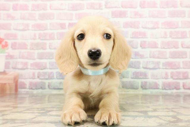 カニンヘンダックスフンド