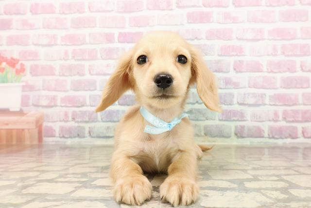 福島県のカニンヘンダックスフンド(ロング) (Coo&RIKUいわき店/2025年8月24日生まれ/男の子/イエロー)の子犬の1枚目の画像