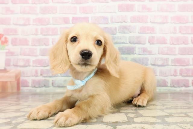 福島県のカニンヘンダックスフンド(ロング) (Coo&RIKUいわき店/2025年8月24日生まれ/男の子/イエロー)の子犬の2枚目の画像