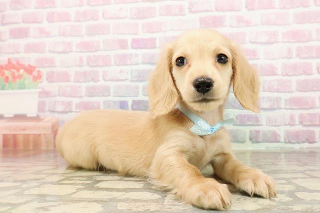 福島県のカニンヘンダックスフンド(ロング) (Coo&RIKUいわき店/2025年8月24日生まれ/男の子/イエロー)の子犬の3枚目の画像